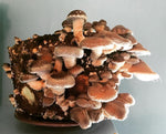 Cultivez vos propres champignons Shiitaké 1 tube de 50ml = 5 litres de mycélium de Shiitaké Livraison Gratuite !! 100% de souche Française. - Spores
