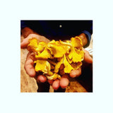 OFFRE Découverte ! Faites pousser des Girolles jaunes 1 tube de 15ml= 1,5 litres de mycélium Girolles jaunes Livraison Gratuite !! 100% de souche Française. - Spores