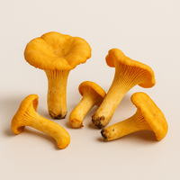 🎉 OFFRE Découverte ! Faites pousser des Girolles Jaunes 🍄 - 15ml = 1,5L de Mycélium 🌱 - Souche 100% Française 🇫🇷