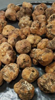 Comment Cultiver La truffe blanche 1 tube de 50ml= 5 litres de mycélium truffe blanche LIVRAISON Gratuite !! 100% de souche Française. - Spores