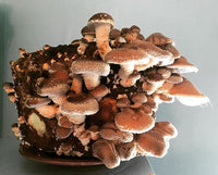 Cultivez vos propres champignons Shiitaké 1 tube de 50ml = 5 litres de mycélium de Shiitaké Livraison Gratuite !! 100% de souche Française. - Spores