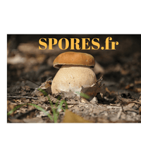 spores de Cèpes