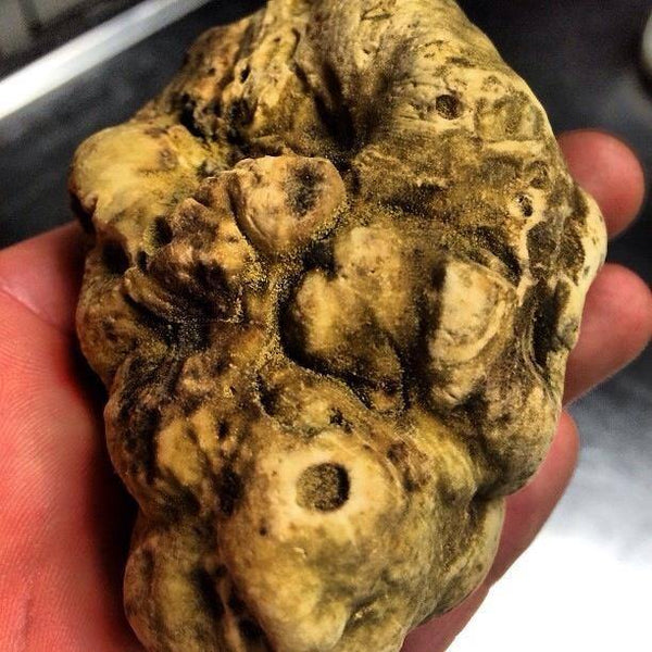 OFFRE Découverte ! Comment Cultiver La truffe blanche 1 tube de 15ml = 1,5 litres de mycélium truffe blanche LIVRAISON Gratuite !! 100% de souche Française. - Spores