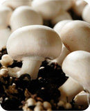 Mycélium de champignon de Paris, Culture de champignon de paris 