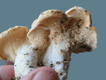 mycélium de pied de mouton