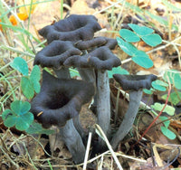 mycélium de Trompettes de la mort.